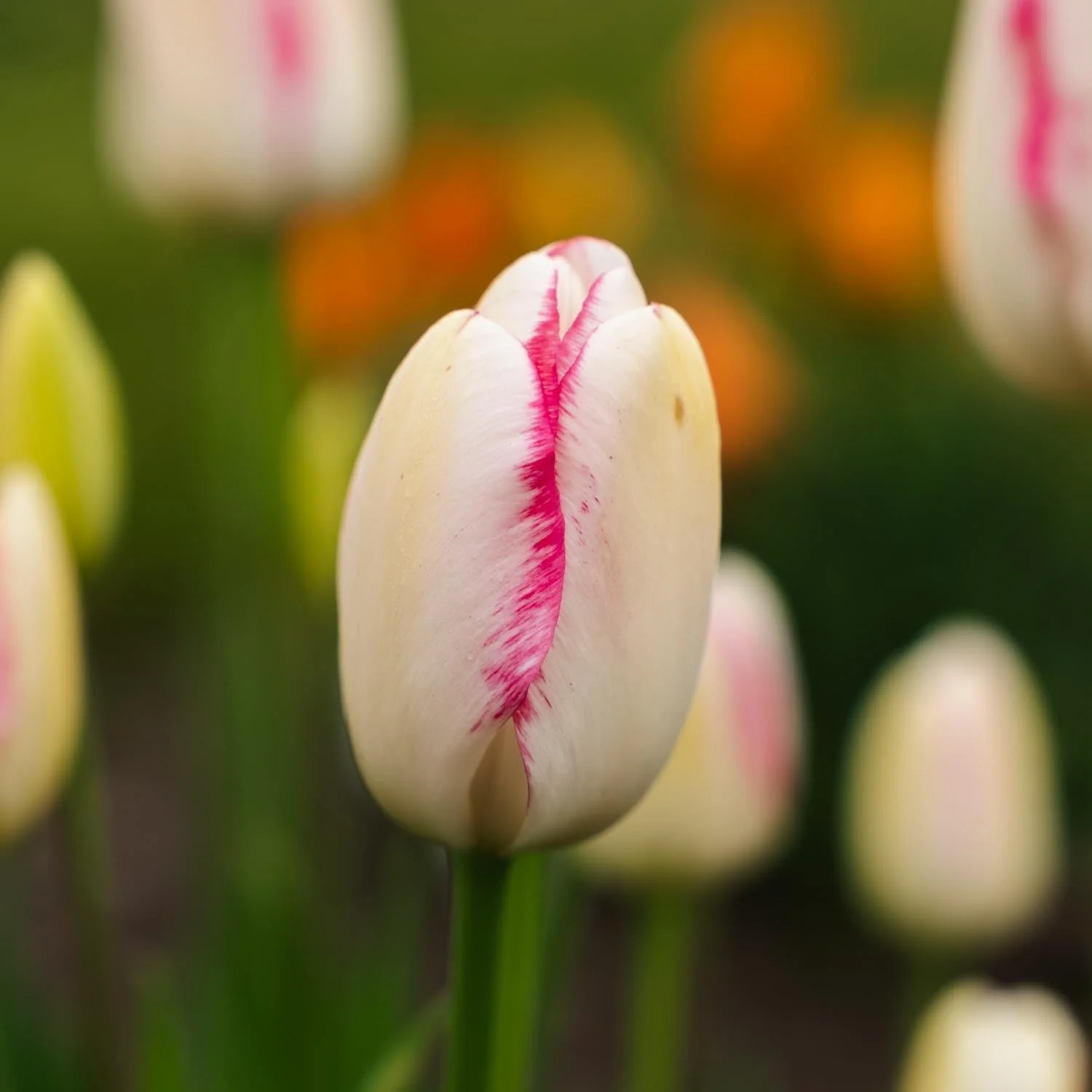Miniatyrbild 1